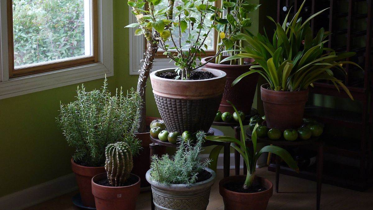 bad lucky plants