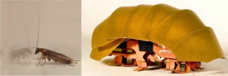 कॉक्रोच जैसा रोबोट देखा है आपने?