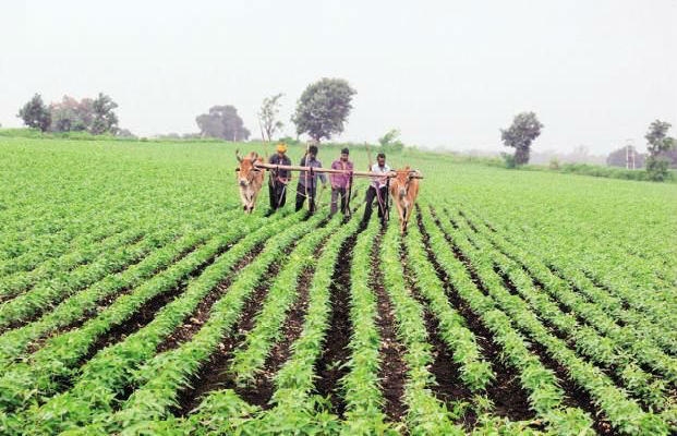 coronavirus impect jharkhand : कृषि विभाग का बजट 3362 करोड़, खर्च मात्र पांच करोड़