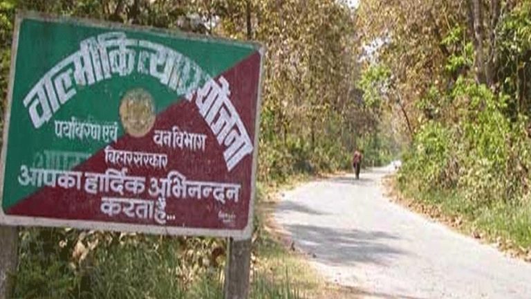 लंबे अंतराल के बाद खुला वाल्मिकी टाइगर रिजर्व, बाघों की चहलकदमी देख रोमांचित हुए पर्यटक