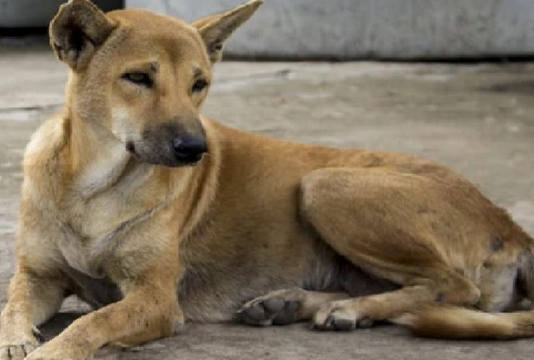 मनुष्य में कोविड-19 का पता लगाने के लिए किया जा सकता है कुत्तों का इस्तेमाल