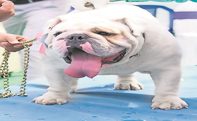 Dog News: वफादार साथी होने का सबूत दे गया ‘स्कॉट’, बुलडॉग की निकल गयी जान लेकिन मालिक के हाथों में सौंप गया चैंपियन का खिताब