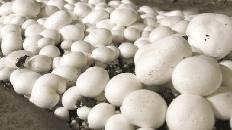 Mushroom: मशरूम से तैयार बिस्कुट-चॉकलेट और कैंडी का अब ले सकेंगे स्वाद, मुजफ्फरपुर की महिलाएं कर रही तैयार