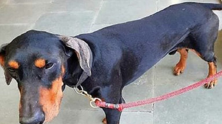 आरपीएफ के ‘सुल्तान’ की होनी थी नीलामी, सामाजिक संस्थाओं के विरोध पर लगी रोक