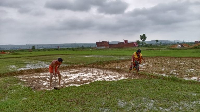 बिहार में अधिकतम 15 क्विंटल चना और मसूर ही बेच सकेंगे गैर रैयत किसान, सरकार ने जारी किया दिशा निर्देश
