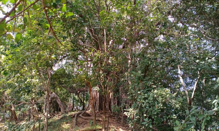 खतरनाक है खेतों से पेड़ों का उजड़ना