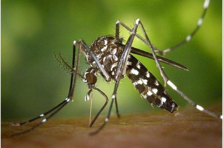 डेंगू : तीन साल में 1003 शिकायतें दर्ज, 42 लाख रुपये से अधिक जुर्माने की वसूली