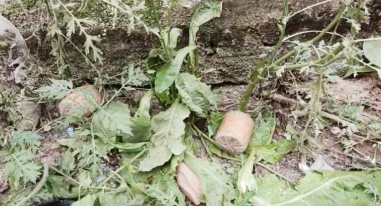 बाप रे…! कटिहार के आम बगीचा में एक-दो नहीं दो झोला मिला जिंदा बम, डिफ्यूज करने के दौरान फटा, फिर…