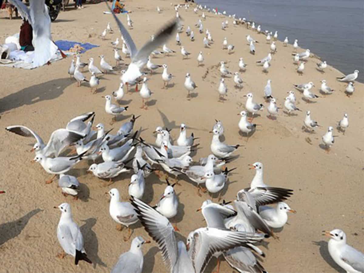 Bird-flu
