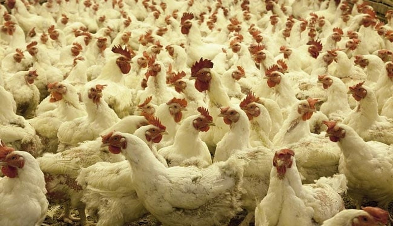 Bird Flu