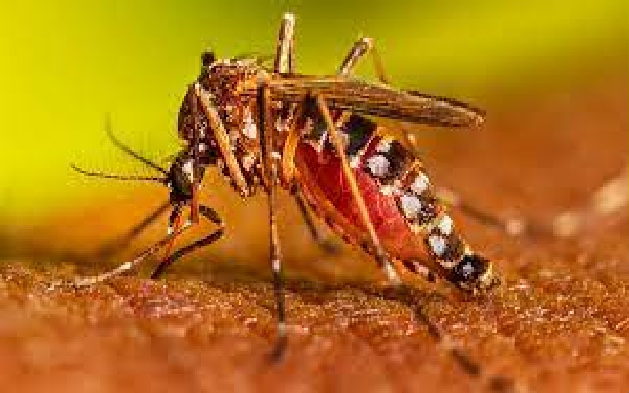 Dengue in Delhi News