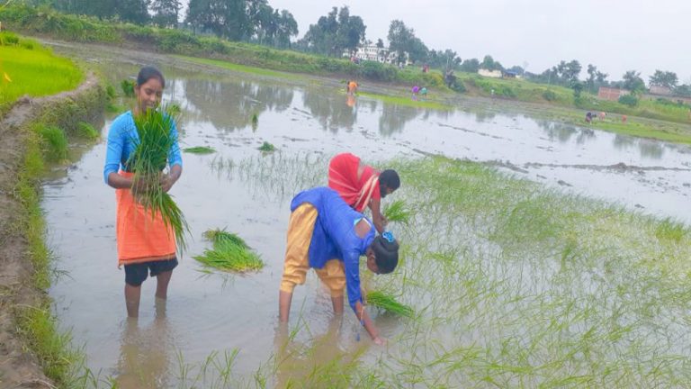 बिहार के किसान खेतों में धान रोपनी के लिए पर्याप्त पानी नहीं होने से चिंतित, अब तक सिर्फ सात फीसदी हुई रोपाई