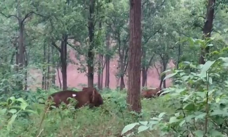 सारंडा में हाथियों के कोरिडोर नष्ट करने, उसके जीवन में रुकावट डालने तथा उन्हें हिंसक बनाने के लिए कौन है जिम्मेवार !
