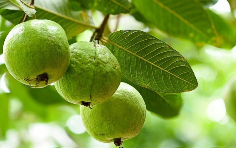 Health Tips: अमरुद के साथ-साथ उसके पत्ते भी हैं बड़े कारगर, इन बीमारियों में हैं बेहद फायदेमंद
