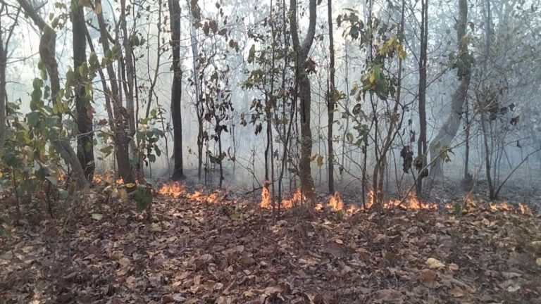 Jharkhand news: हजारीबाग के नेशनल पार्क जंगल में लगी आग, वन विभाग की टीम आग बुझाने में जुटी
