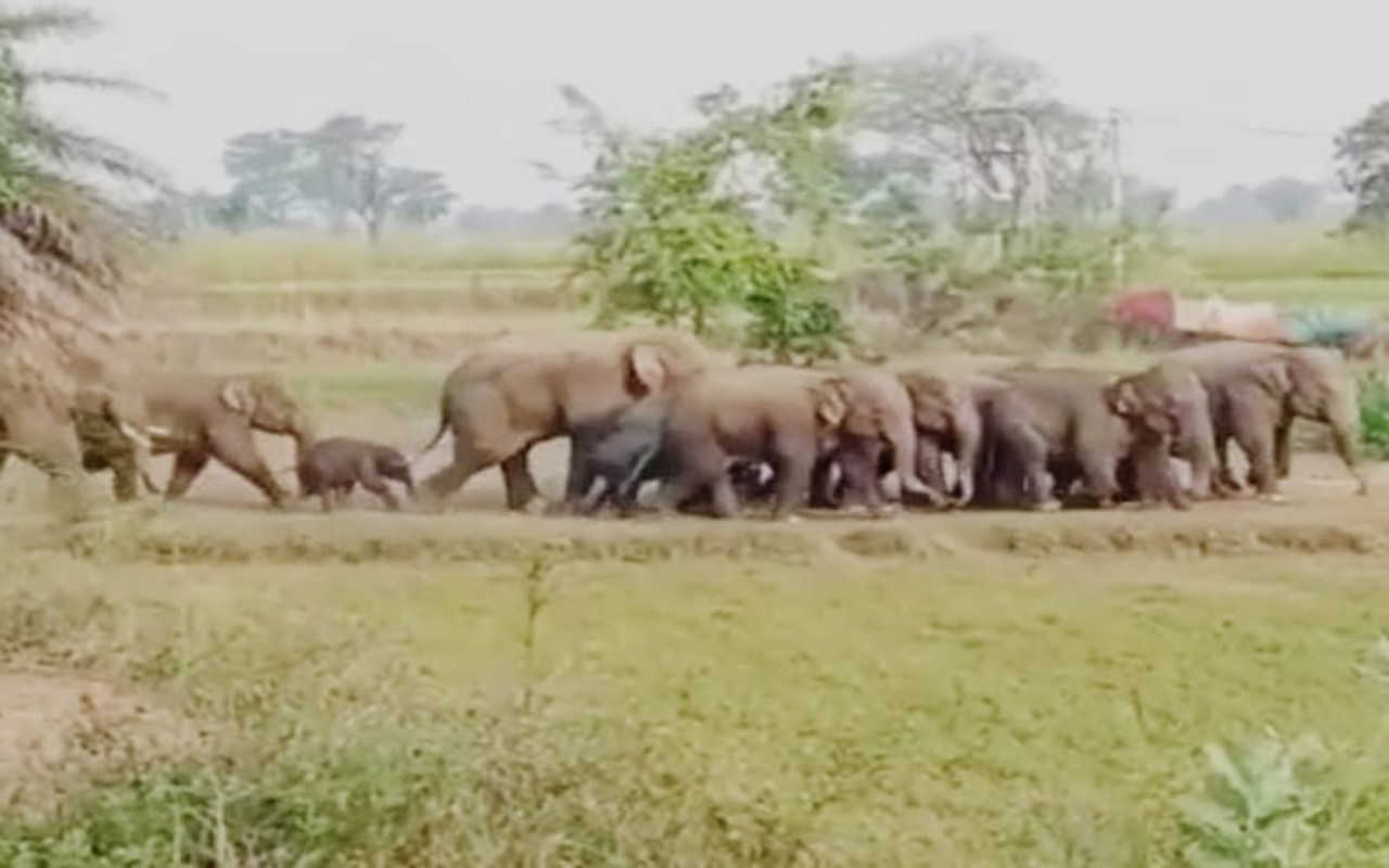 elephant attack in garhwa district jharkhand