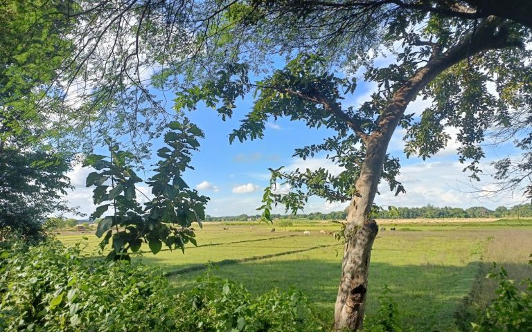 Jharkhand Weather Forecast: झारखंड में कैसा रहेगा मौसम का मिजाज, मौसम विभाग का ये है पूर्वानुमान