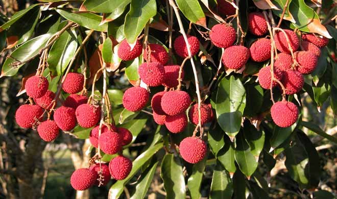 Lichi
