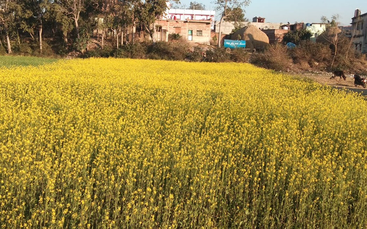 mustard seeds