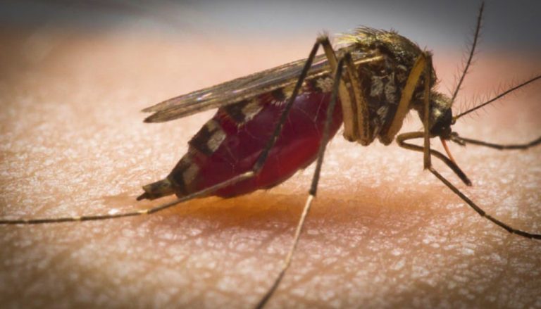 Monsoon 2023 में पांव पसार रहा Dengue-Malaria, जानें इससे बचने के उपाय