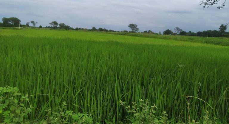 PM Kisan Yojana 11th Installment Date: जानिए कब आएगी पीएम किसान की 11वीं किस्‍त, ऐसे चेक करें स्‍टेटस