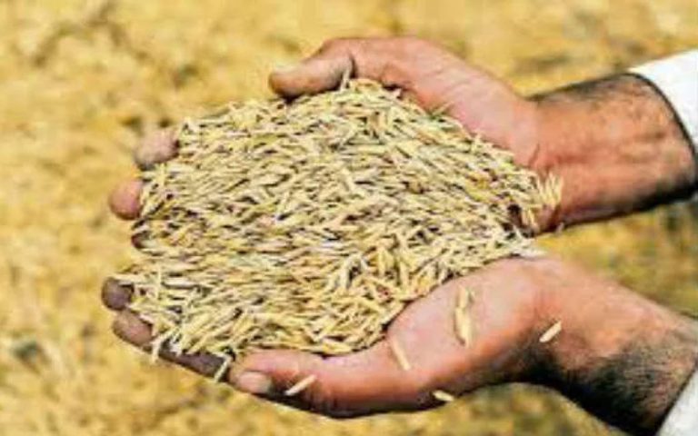 धान बेचने वाले किसानों को 6 माह बाद भी नहीं मिला पैसा, परेशान हैं चतरा के अन्नदाता