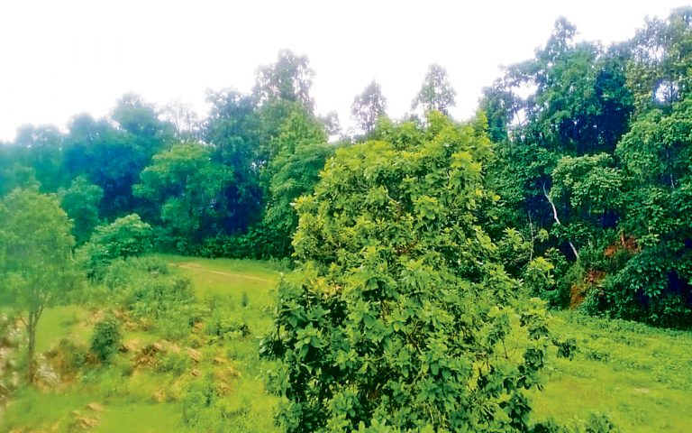 वन क्षेत्र का विस्तार