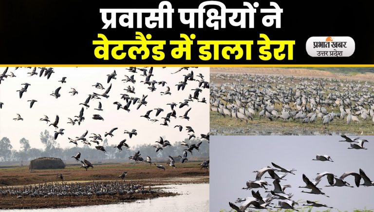Gorakhpur Zoo : गोरखपुर में ठंड बढ़ने के साथ प्रवासी पक्षियों का वेटलैंड में डेरा