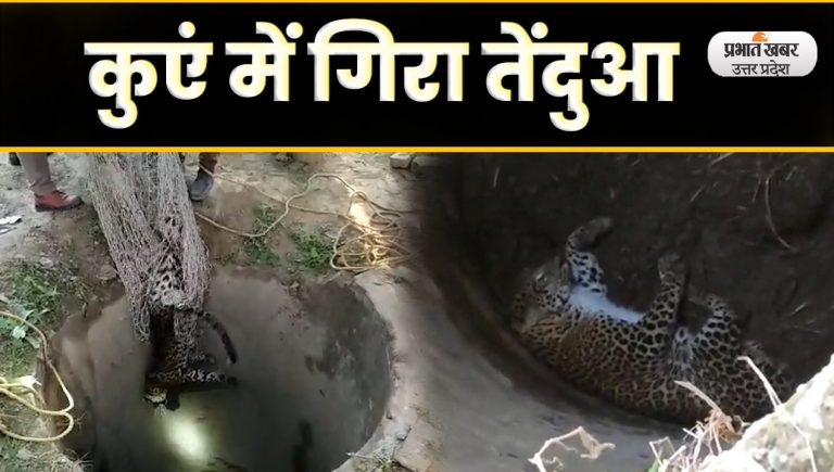 Baghpat: वन विभाग की टीम ने कुएं से तेंदुए को किया रेस्क्यू