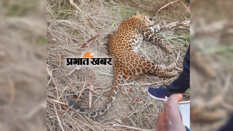 Dudhwa Tiger Reserve : बाघों की मौत को लेकर समिति ने सरकार को सौंपी रिपोर्ट, वन मंत्री ने कही ये बड़ी बात