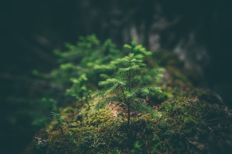 World Environment Day 2021 : पर्यावरण दिवस पर ऑनलाइन प्रतियोगिता का आयोजन, जागरूक कर्मी को पुरस्कृत करेगी BSL World Environment Day 2021 : पर्यावरण दिवस पर ऑनलाइन प्रतियोगिता का आयोजन, जागरूक कर्मी को पुरस्कृत करेगी BSL