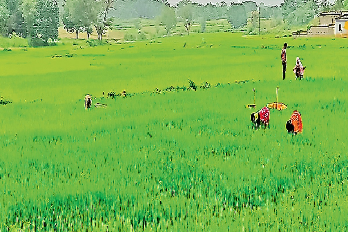 Agriculture