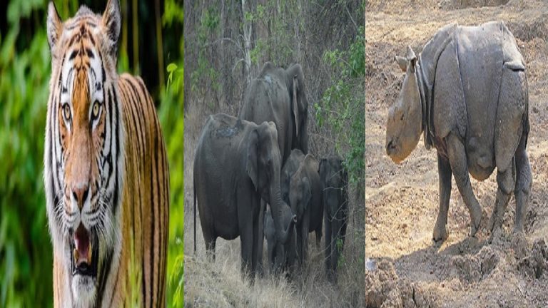 बिहार में कहीं बाघ तो कहीं गैंडे से दहशत, हाथी आधी रात को रौंद रहे घर और फसल, लोगों में हड़कंप