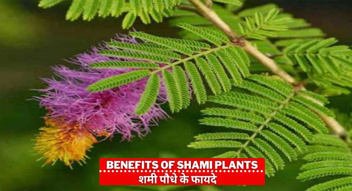 Benefits Of Shami Plant