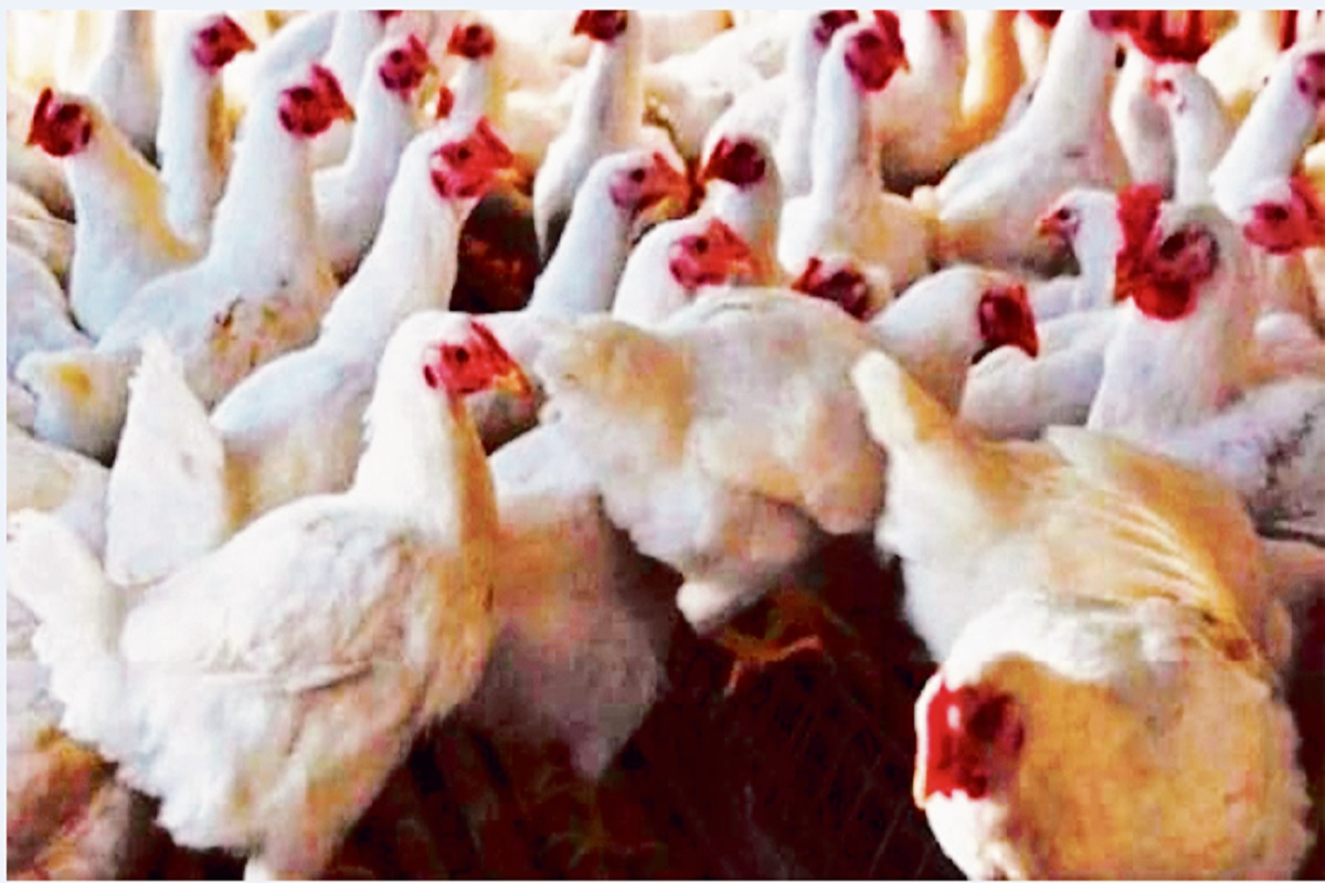 Bird flu