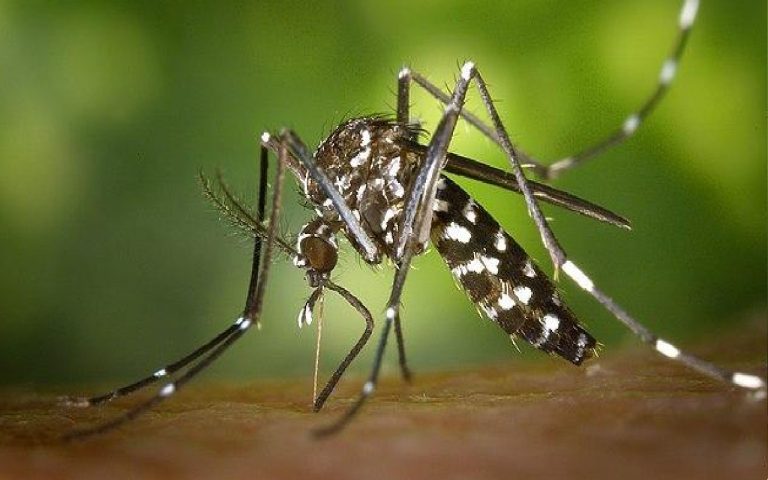डेंगू से बचाव के लिए क्या करें और न करें, बरते ये सावधानी…