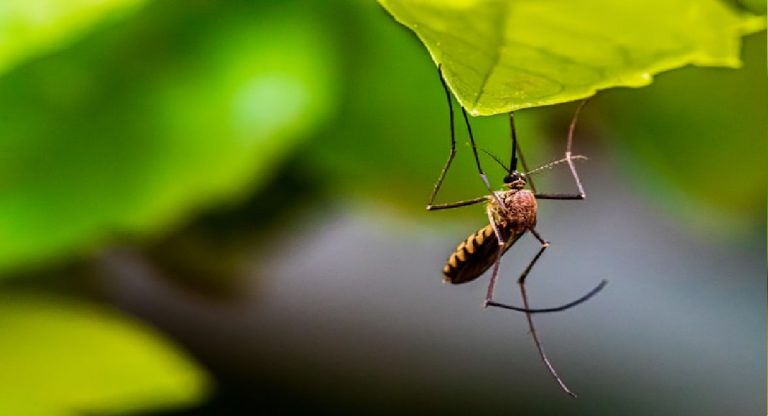 Dengue: मध्य प्रदेश में थम नहीं रहा डेंगू का कहर, ग्वालियर में एक दिन में 18 नये मामले, भोपाल से बुलाई गई टीम