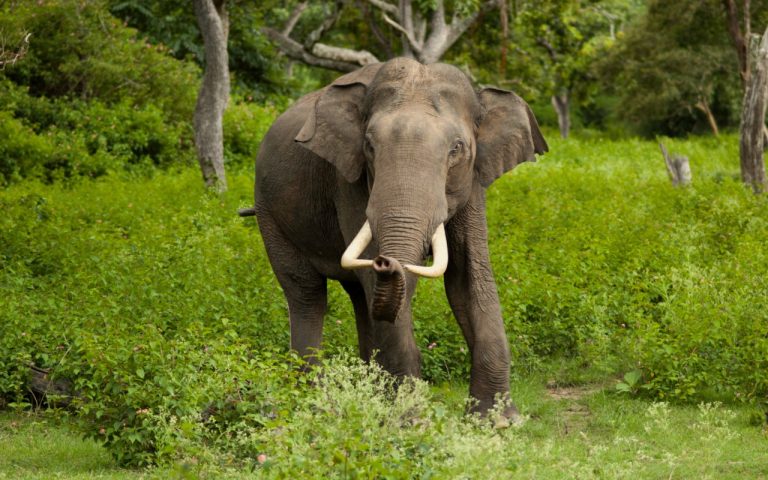 West Bengal: झारग्राम में हाथियों का हमला, दो लोगों की मौत, महिला को घर के सामने पटककर मारा