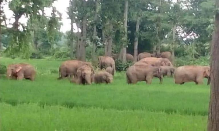 जमशेदपुर के बनकटिया गांव में हाथियों का आतंक जारी, 50 से 60 बीघा में लगी फसलों को पहुंचाया नुकसान