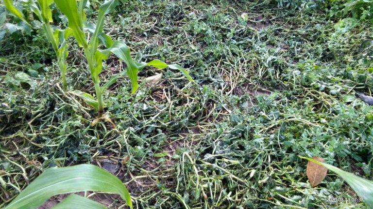 बानों में लगातार बारिश से किसानों की फसल बर्बाद