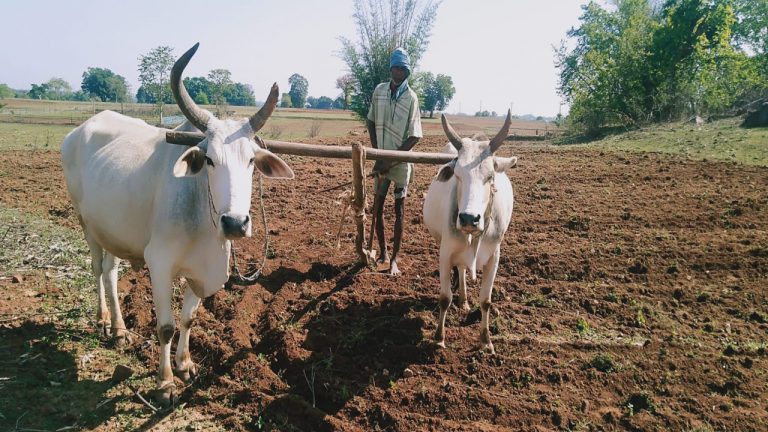 पीएम फसल बीमा योजना का हेल्पलाइन नंबर रहता है बंद, परेशानी में देवघर के पांच हजार किसान