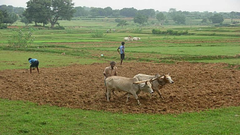 सावधान! बिहार में बदल गया ‘कृषि चक्र’, बुआई की अवधि में बढ़ोतरी, उत्पादन में कमी, जानें क्या है कारण और उपाय