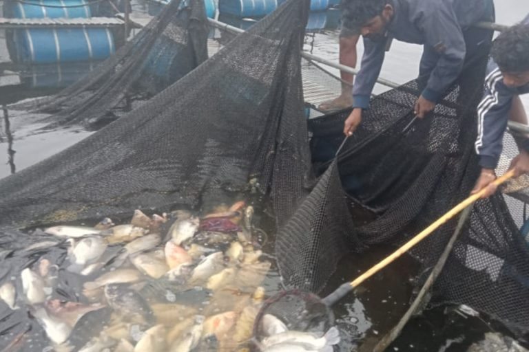 झारखंड: गेतलसूद डैम में 50 क्विंटल से अधिक मछलियों की मौत की जांच के आदेश, पढ़िए ये 10 अहम खबरें