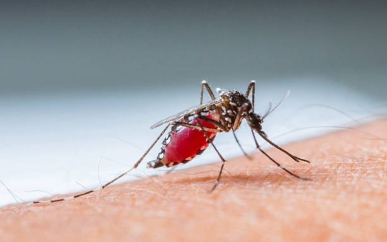 बरसात में बढ़ने लगे Dengue के मामले, बच्चों को इसके हमले से बचाएं, पहचाने क्या है लक्षण.