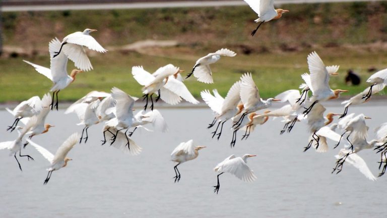 UP Nature and Bird Festival: प्रवासी परिंदों से चहका विजय सागर पक्षी विहार, आज से होंगे कई आयोजन, ऐसे पहुंचे..