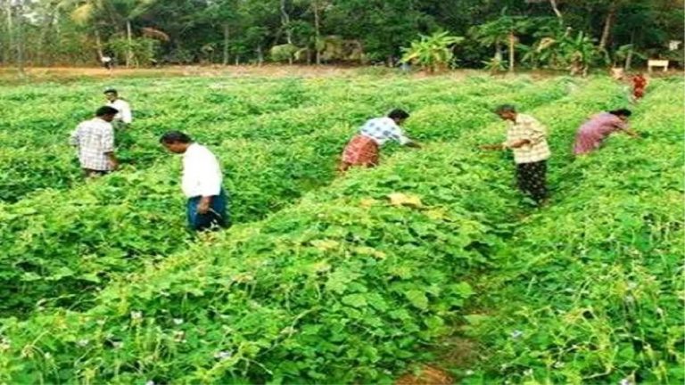 Agriculture News: केमिकल के नुकसान से फसलों को बचाएगा देसी ब्रह्मास्त्र, जानें इसे बनाने की खास विधि