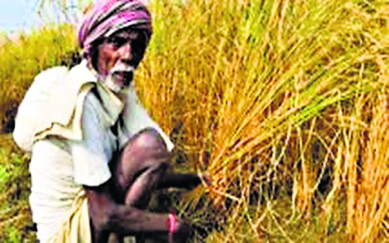 झारखंड में फसल राहत योजना का हाल बेहाल, 17 लाख किसानों के आवेदन में अब तक 1.50 लाख का हुआ सत्यापन