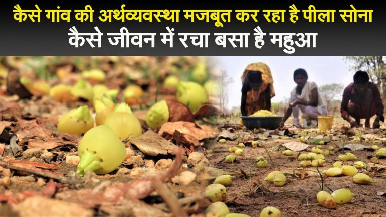गांव की अर्थव्यवस्था कैसे मजबूत कर रहा है पीला सोना,  जीवन में ऐसे रचा-बसा है महुआ