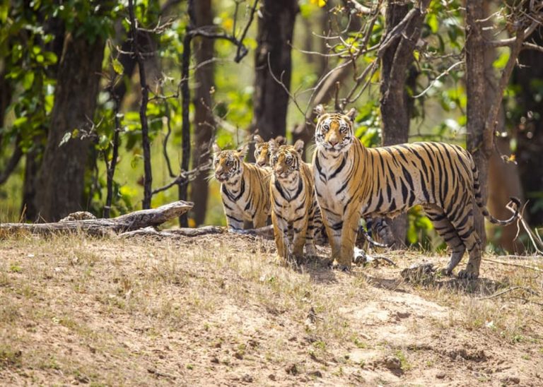 15 जून से मध्य प्रदेश में खुल जायेंगे नेशनल पार्क