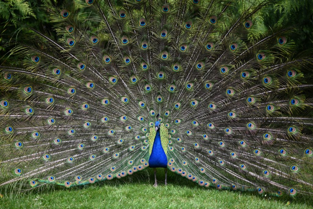 an image